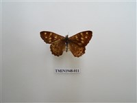 藏品(玉山幽眼蝶)的圖片